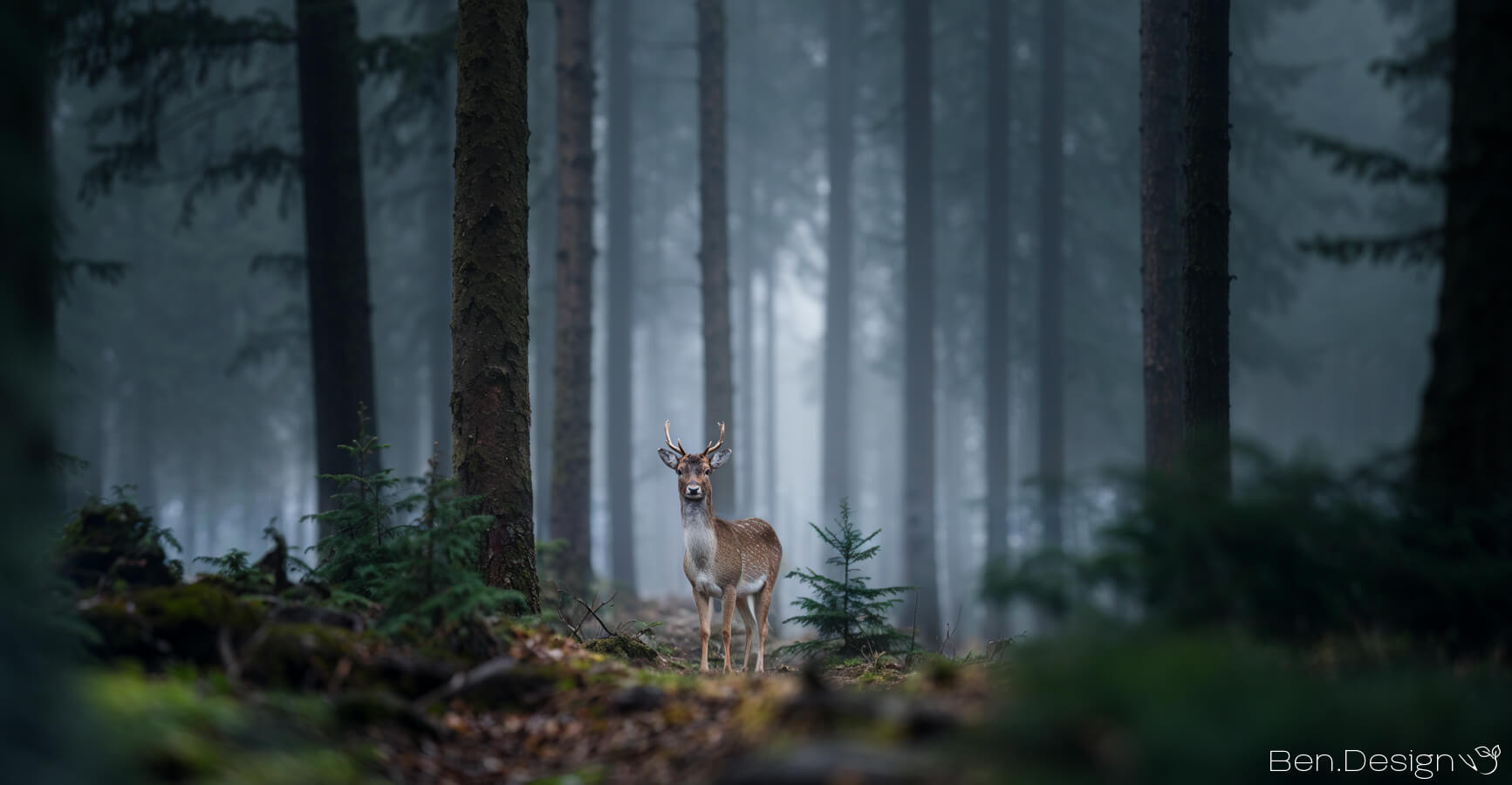 Ein scheuer junger Hirsch auf einer nebligen Waldlichtung im Wald bei Wolfratshausen in Oberbayern.