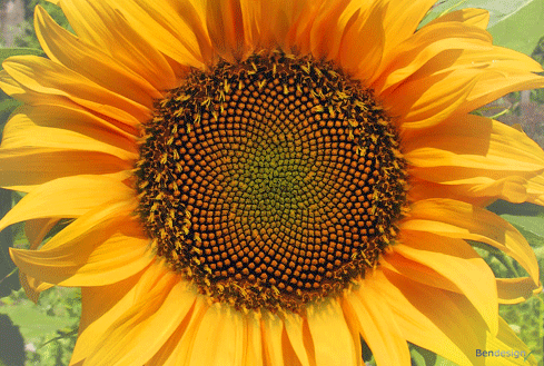 Eine Animation, welche den Blütenkelch einer Sonnenblume zeigt, deren Aufbau in die natürliche Geometrie einer Fibonacci-Spirale überblendet.